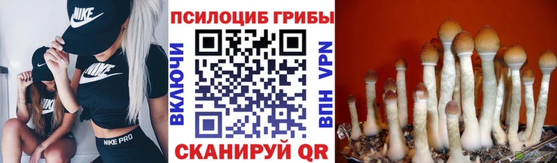 даркнет телеграм  Темников  Галлюциногенные грибы Cubensis 